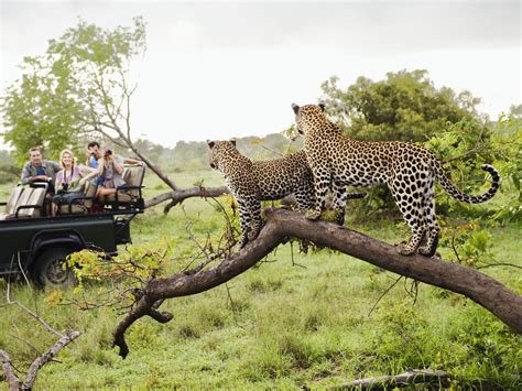  Kruger Milli Parkı Güney Afrika’nın Vahşi Hayatı ve Macerasına Doğru!